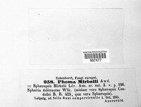 Macrophoma mirbelii image